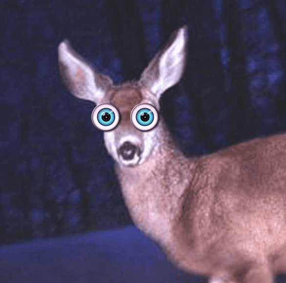 deer caught in headlights