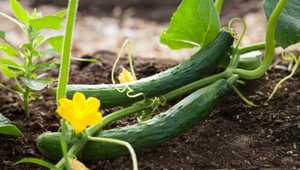 Sustainable Feature Testing in Rails with Cucumber